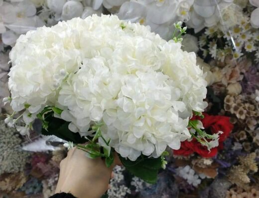 زهور الربيع